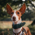 Hundehalsband – Breites Leder (kräftiges Grün)
