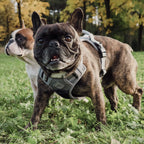 Hundegeschirr – stoßdämpfend