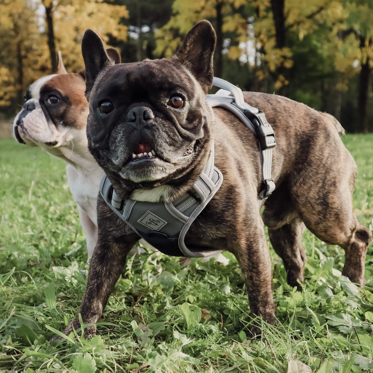 Hundegeschirr – stoßdämpfend