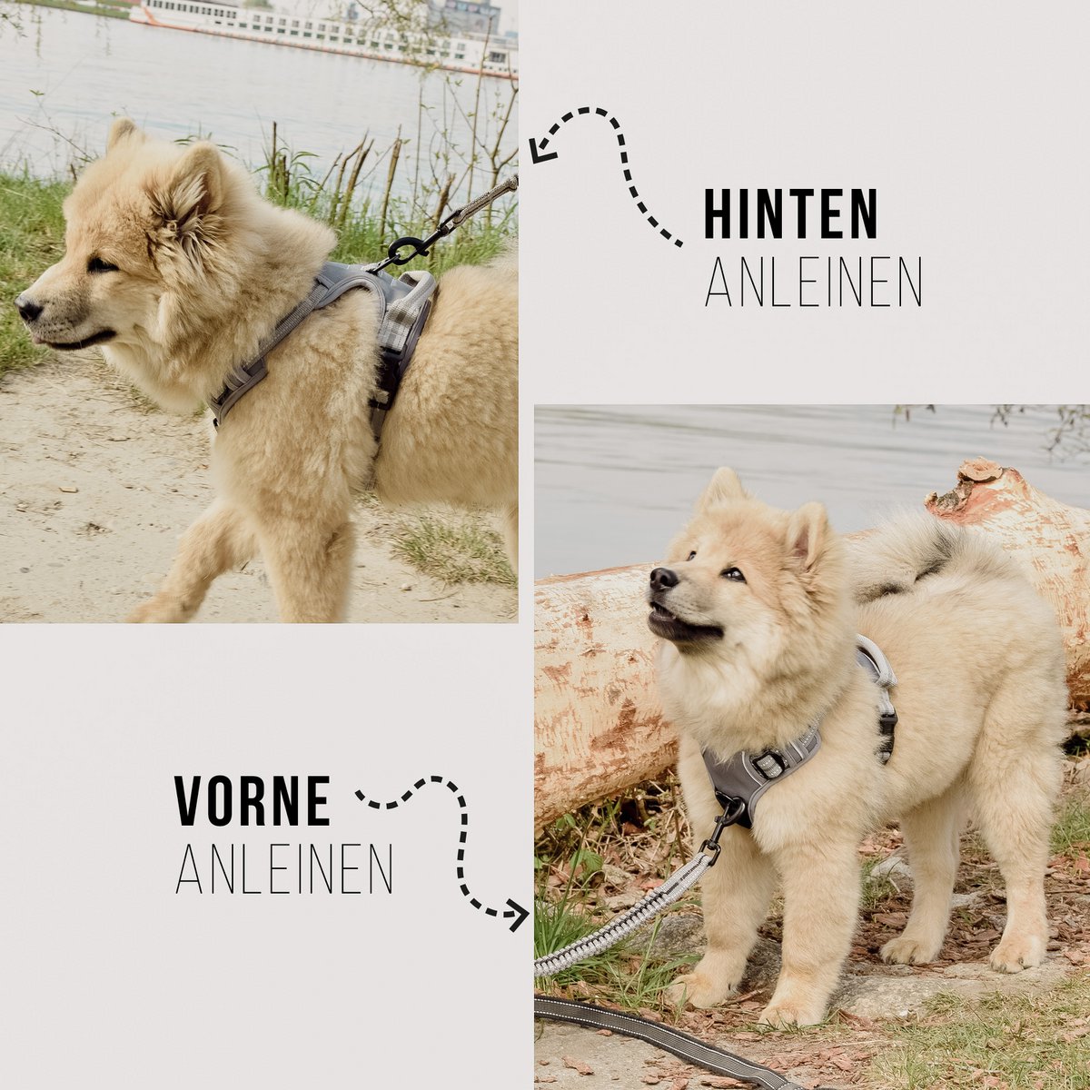 Hundegeschirr – stoßdämpfend