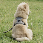 Hundegeschirr – stoßdämpfend