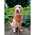 Verstellbares verdrehtes Hundehalsband aus Leder – Camel (Cognac)