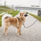 Correa de Cuerda para Perro – Estilo Urbano (120 cm)