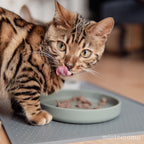 Cat Bowl – Silicone Shallow Whisker-Friendly