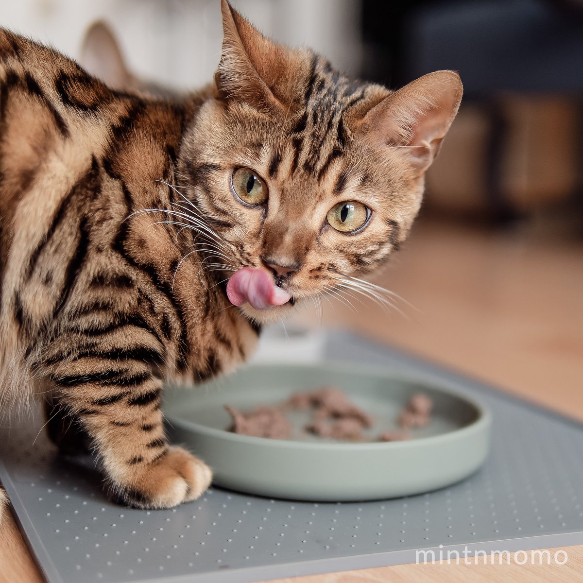 Katzennapf – Flach, whiskerfreundlich, aus Silikon