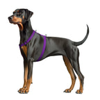 WAUDOG Magnet Dog H-Harness with QR Passport - Purple