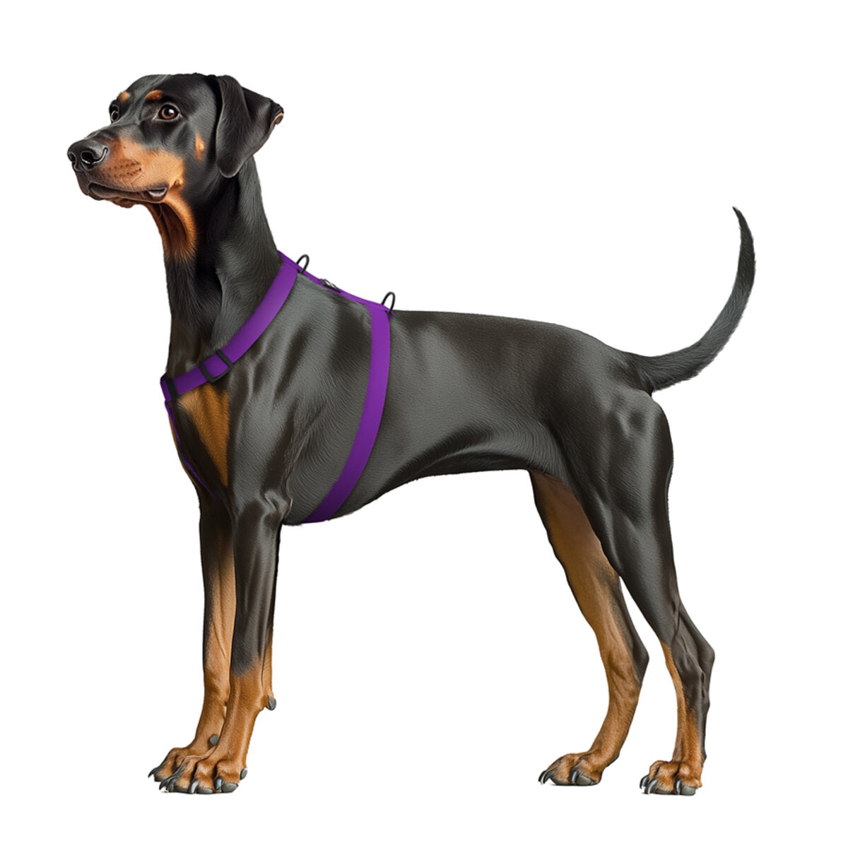WAUDOG Magnet Dog H-Harness with QR Passport - Purple