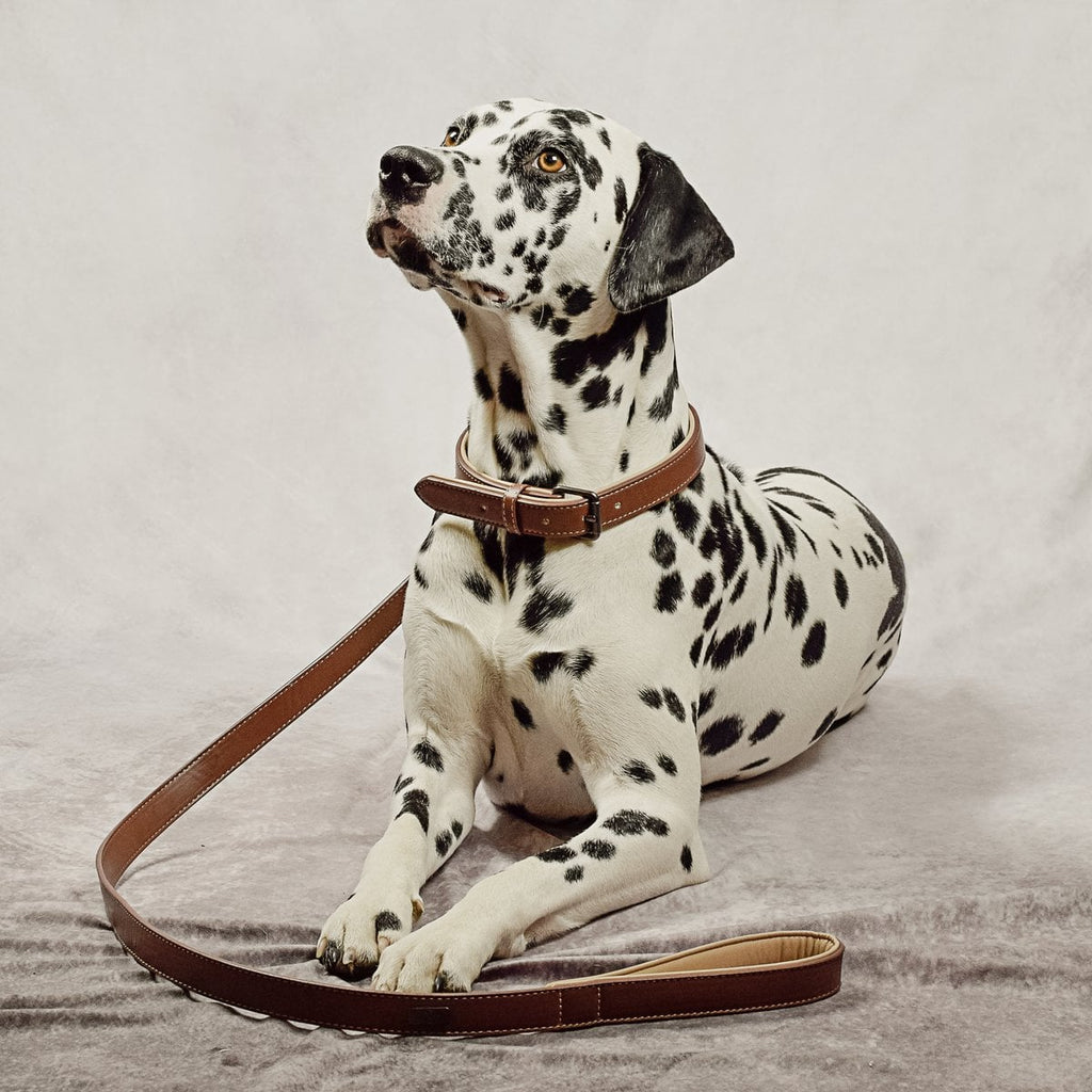 Hundehalsband- und Leinen-Set – Veganes Leder Braun & Beige