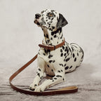 Hundehalsband- und Leinen-Set – Veganes Leder Braun & Beige