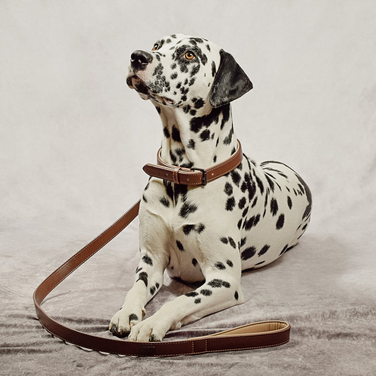 Hundehalsband- und Leinen-Set – Veganes Leder Braun & Beige
