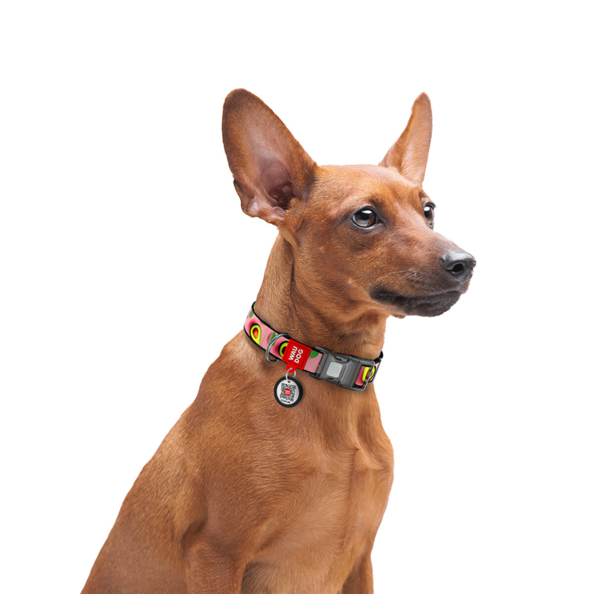 WAUDOG Nylon Dog Collar with QR Passport - Avocado on pink